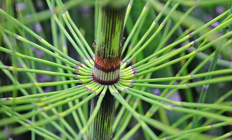[110712_Equisetum_hyemale_016.jpg]
