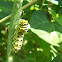 Black Swallowtail