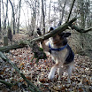 bandit_sucht_leckerchen_4.jpg
