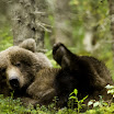 Katmai National Park - Sept 2008-285.jpg
