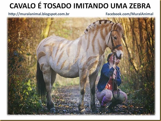 CAVALO É TOSADO IMITANDO UMA ZEBRA