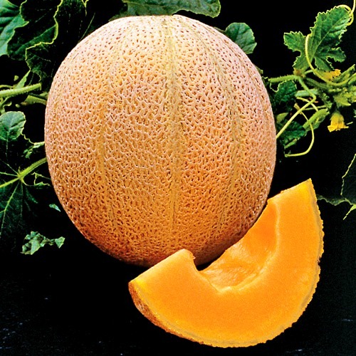 [Melon-Hales-Best2.jpg]