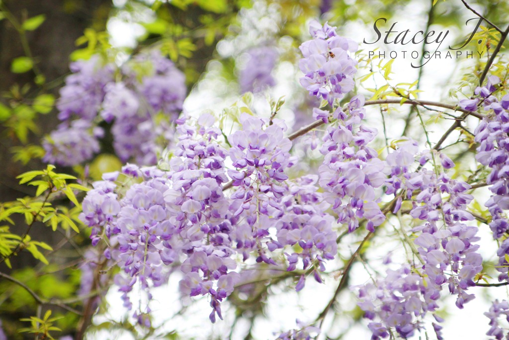 [lilacs%2520004%2520copy%255B5%255D.jpg]