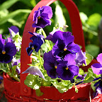 Heavensville Fleurs