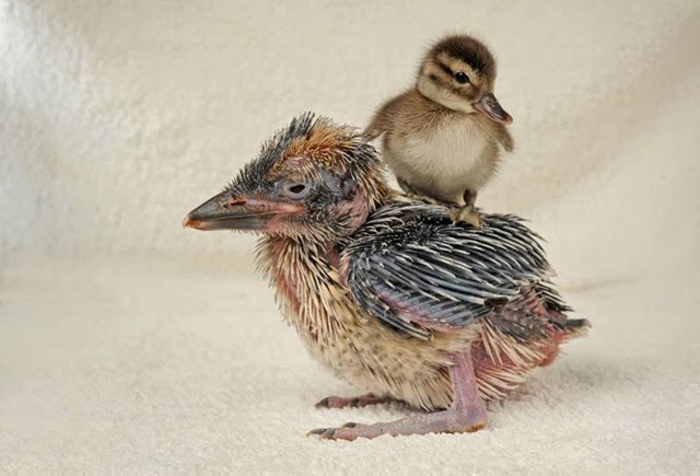 [Solent%2520Kookie%2520%2526%2520duckling%25201%255B3%255D.jpg]