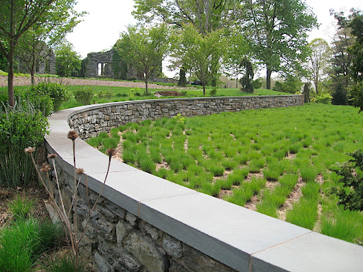 These grasses look newly planted, but in fact, they will eventually form a dense, meadow-like stand by mid-summer.