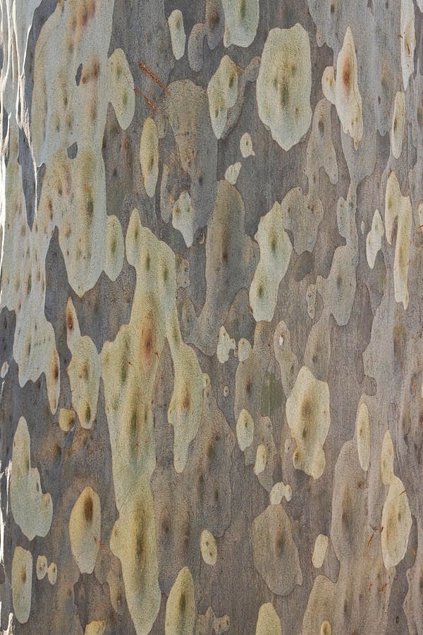 [spotted-gum-tree-trunk-australia-eastcott-momatiuk%255B5%255D.jpg]