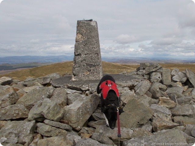 lucky bags the trig