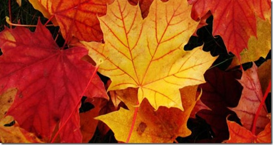 autumn_leaves autumn_leaves