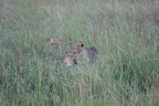 Soon a second cub popped its head up.