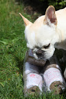 Helping in the Peony Garden