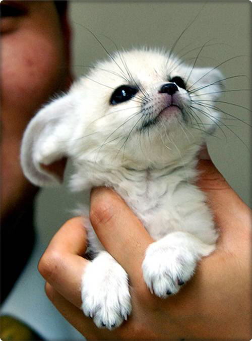Fennec Fox (Vulpes zerda)