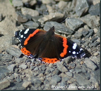 16-red-admiral