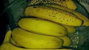 Banana bunch