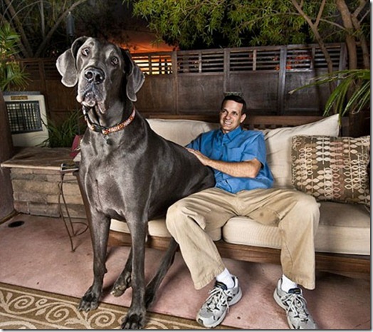 big_dog_520 big_dog_520