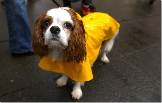 hurricane-sandy-dogs-13