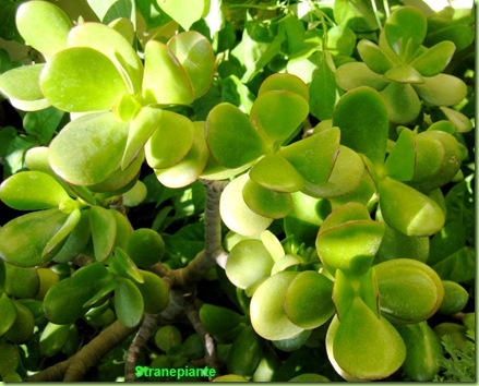 Crassula ovata