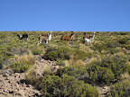 And here they are! A small herd of wild llamas.