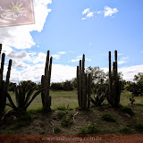 Cactus - Pirâmides deTeotihuacán - México