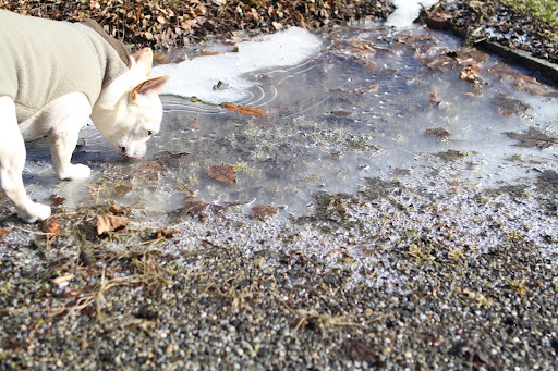 What have we here?  Why, it's a frozen puddle.