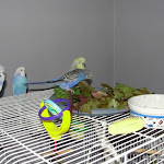 Willow & veggies.jpg Willow & veggies.jpg