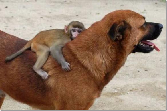 animales (8) animales (8)