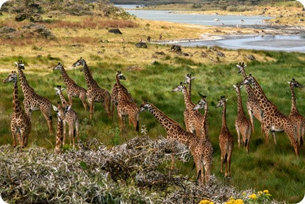 Giraffes_Arusha_Tanzania