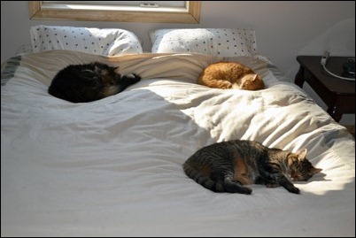 three cats on a bed