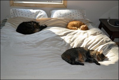 three cats on a bed three cats on a bed