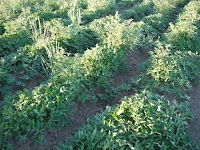 DSCF1191.JPG