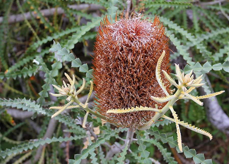 [111015_Santa-Cruz_UCSCA_Banksia-speciosa_05%255B3%255D.jpg]