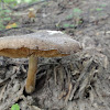 dsc01296.jpg