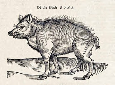 Ofthewildeboar Ofthewildeboar