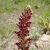 Anacamptis%252520coriophora%25252c%252520aghdzq%25252c%2525202012.05.17