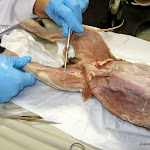 external_oblique.jpg