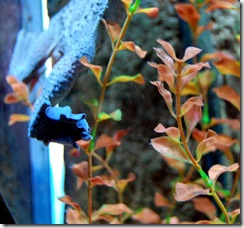 aquarium20