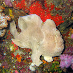 Frogfish