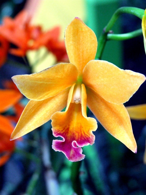 [orchid-yellow-new-york-botanic-gardens-show%255B4%255D.jpg]
