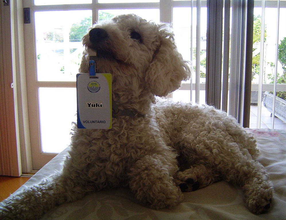 [Yuki_voluntario%255B3%255D.jpg]