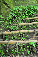 pinoyecofarm january _0133.JPG