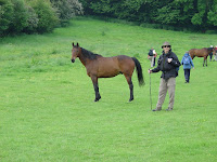 The Cotswolds is horse country.