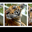 20080726_Thailand_0354-Tiger---three-square-art-layout.jpg
