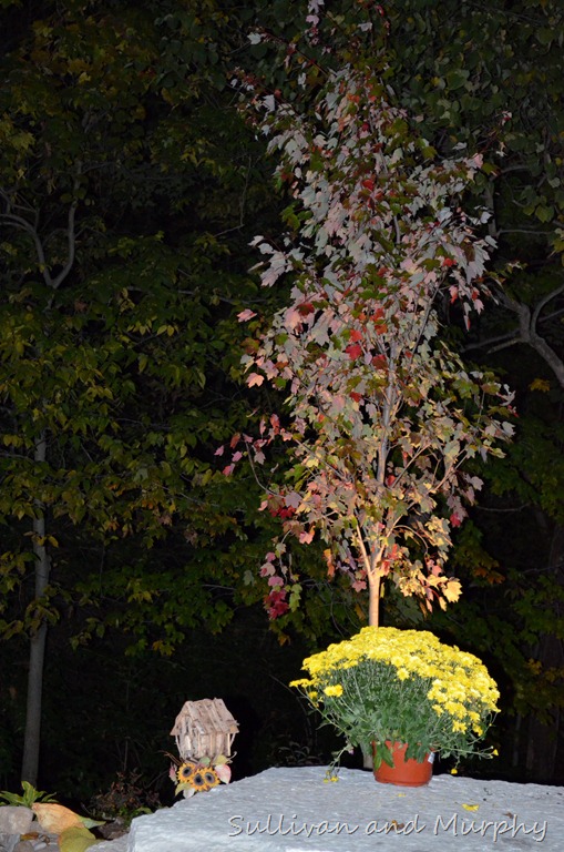 [red%2520maple%255B4%255D.jpg]