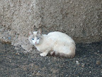 A lonely white cat
