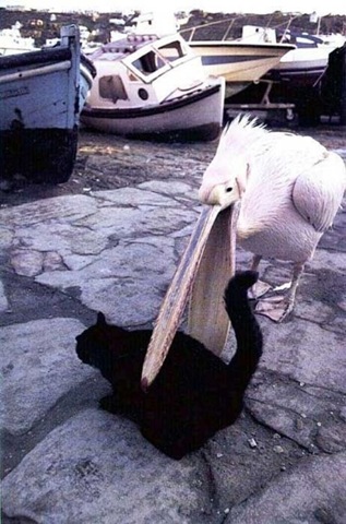 [strange-cats-expain-that-23%255B2%255D.jpg]