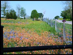 Flowers in yard 3