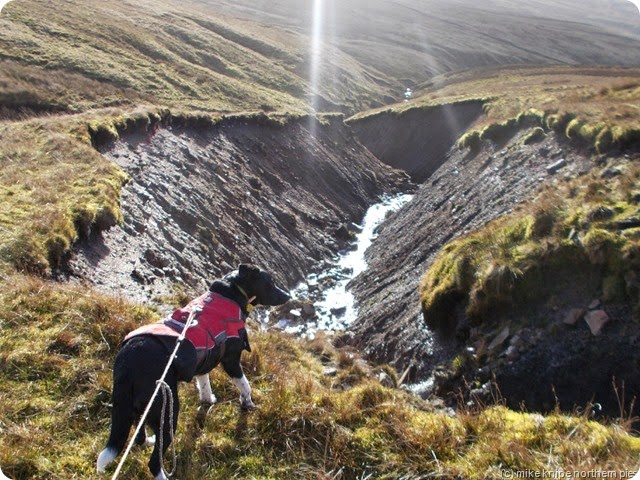 lucky on middlehope moor