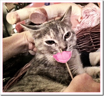 cat stache 2.jpg