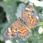 Phaon Crescent Butterfly