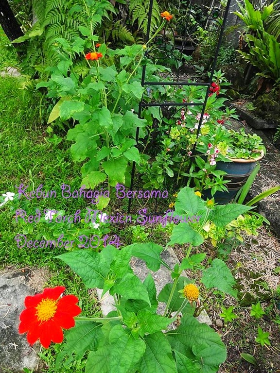 [Red-Torch-Mexico-Sunflower-biji-beni%255B2%255D.jpg]